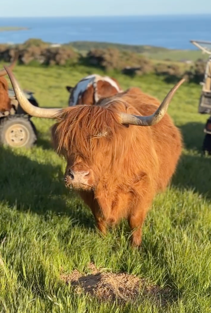 Highland Cows Tee (Special Edition Design by Iona Jerry)