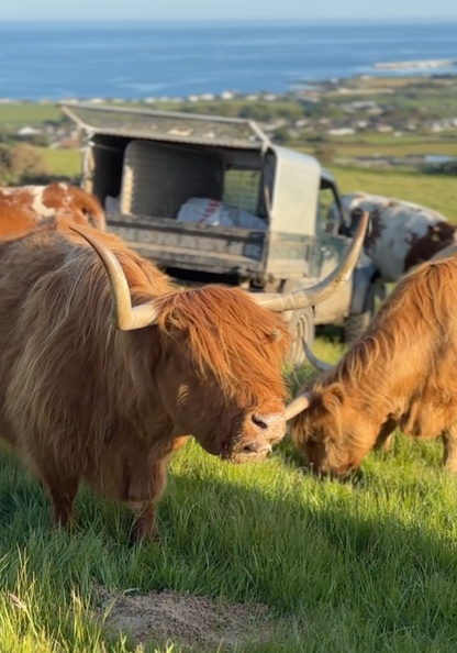 Highland Cows Tee (Special Edition Design by Iona Jerry)